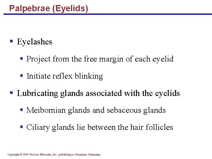 Palpebrae (Eyelids) § Eyelashes § Project from the free margin of each eyelid §