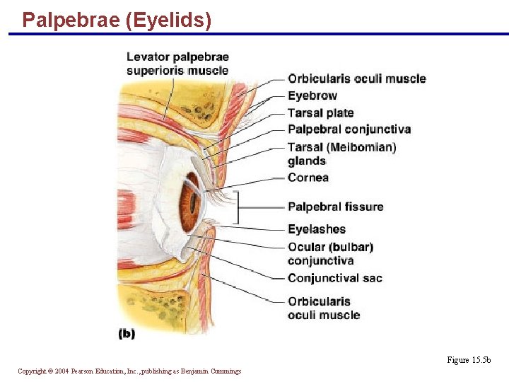 Palpebrae (Eyelids) Figure 15. 5 b Copyright © 2004 Pearson Education, Inc. , publishing