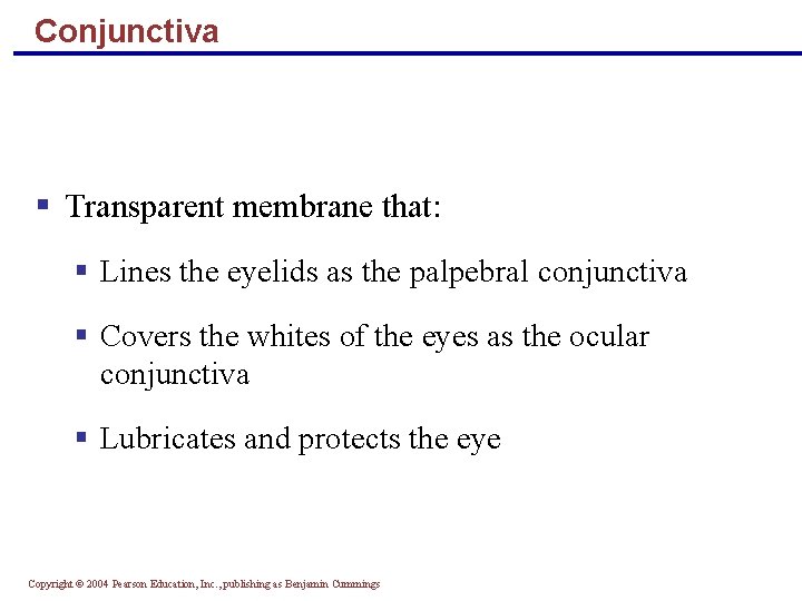 Conjunctiva § Transparent membrane that: § Lines the eyelids as the palpebral conjunctiva §