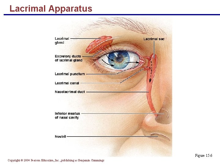 Lacrimal Apparatus Figure 15. 6 Copyright © 2004 Pearson Education, Inc. , publishing as