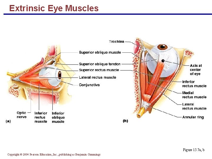 Extrinsic Eye Muscles Figure 15. 7 a, b Copyright © 2004 Pearson Education, Inc.