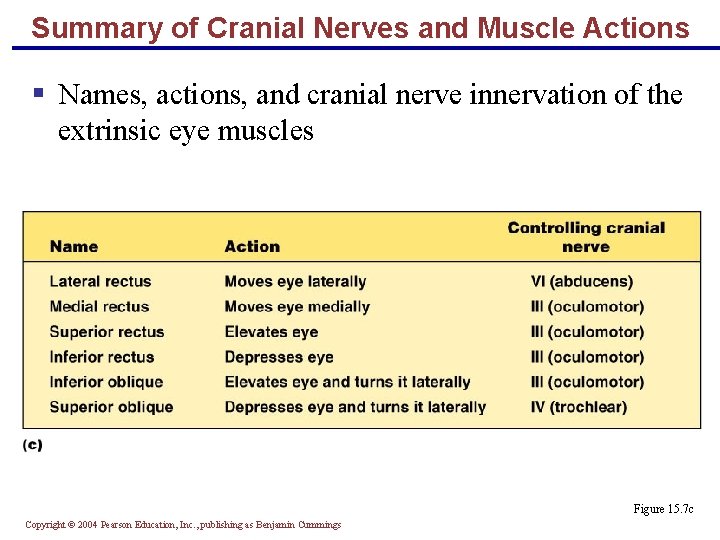 Summary of Cranial Nerves and Muscle Actions § Names, actions, and cranial nerve innervation