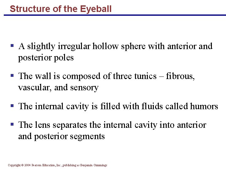 Structure of the Eyeball § A slightly irregular hollow sphere with anterior and posterior