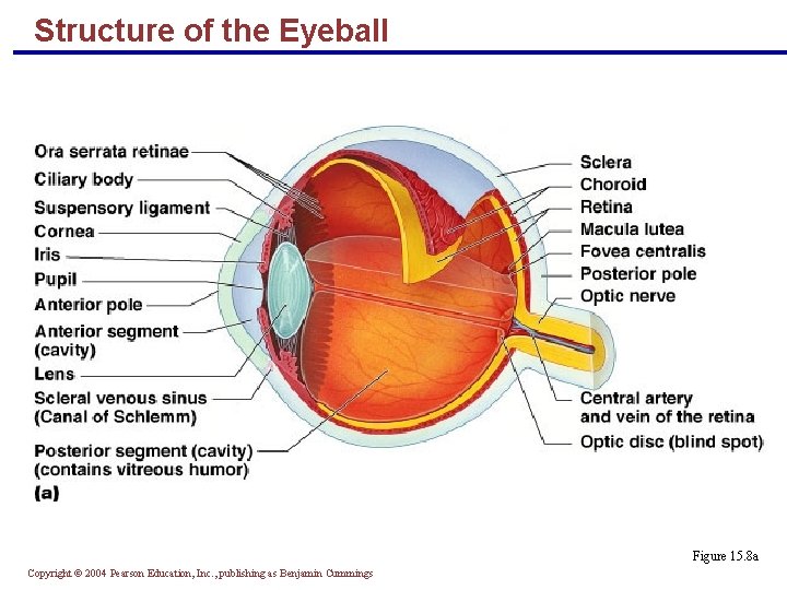 Structure of the Eyeball Figure 15. 8 a Copyright © 2004 Pearson Education, Inc.