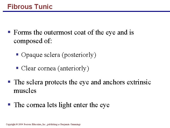 Fibrous Tunic § Forms the outermost coat of the eye and is composed of: