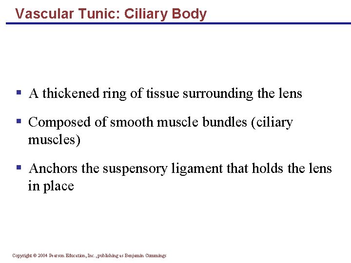 Vascular Tunic: Ciliary Body § A thickened ring of tissue surrounding the lens §