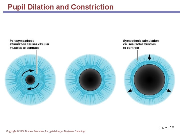 Pupil Dilation and Constriction Figure 15. 9 Copyright © 2004 Pearson Education, Inc. ,