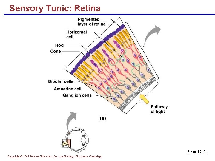 Sensory Tunic: Retina Figure 15. 10 a Copyright © 2004 Pearson Education, Inc. ,