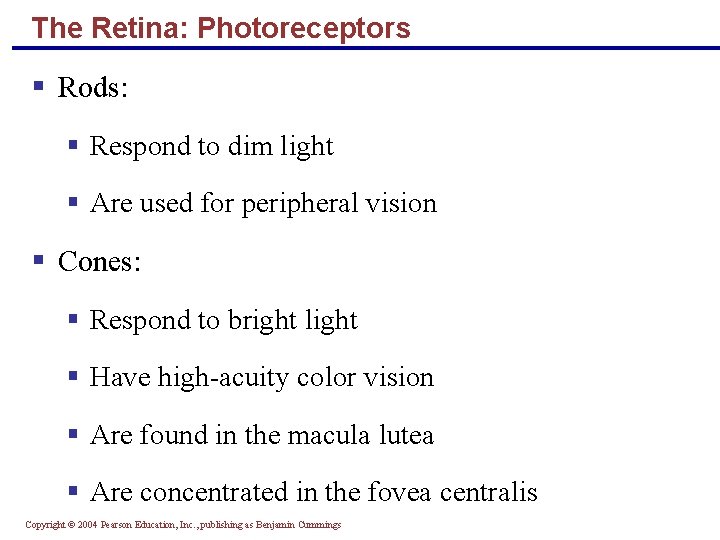 The Retina: Photoreceptors § Rods: § Respond to dim light § Are used for