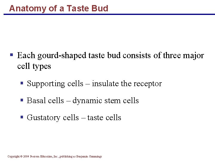 Anatomy of a Taste Bud § Each gourd-shaped taste bud consists of three major