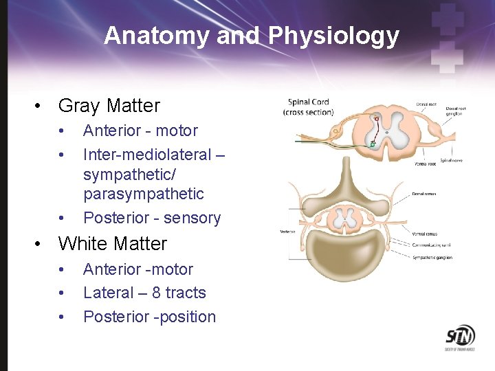 Anatomy and Physiology • Gray Matter • • • Anterior - motor Inter-mediolateral –