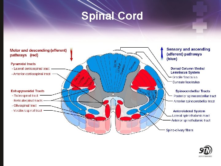 Spinal Cord 