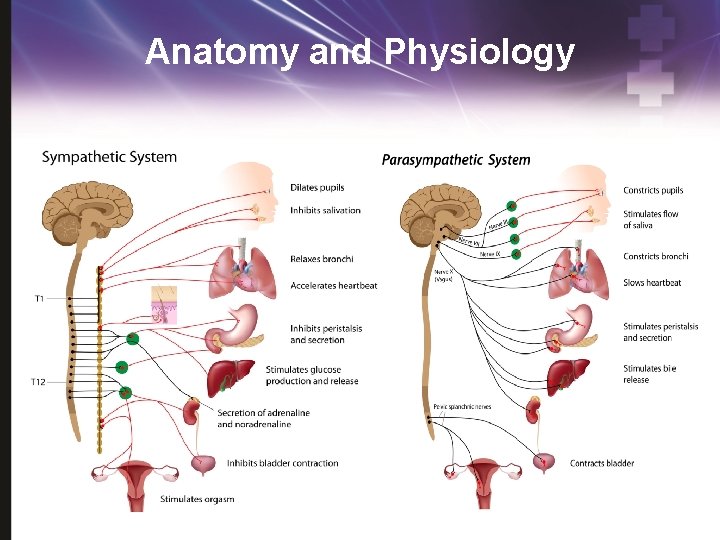 Anatomy and Physiology 