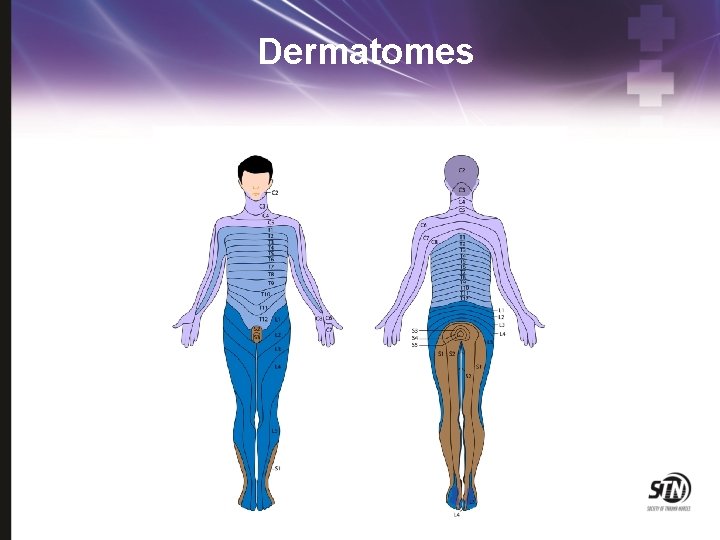 Dermatomes 