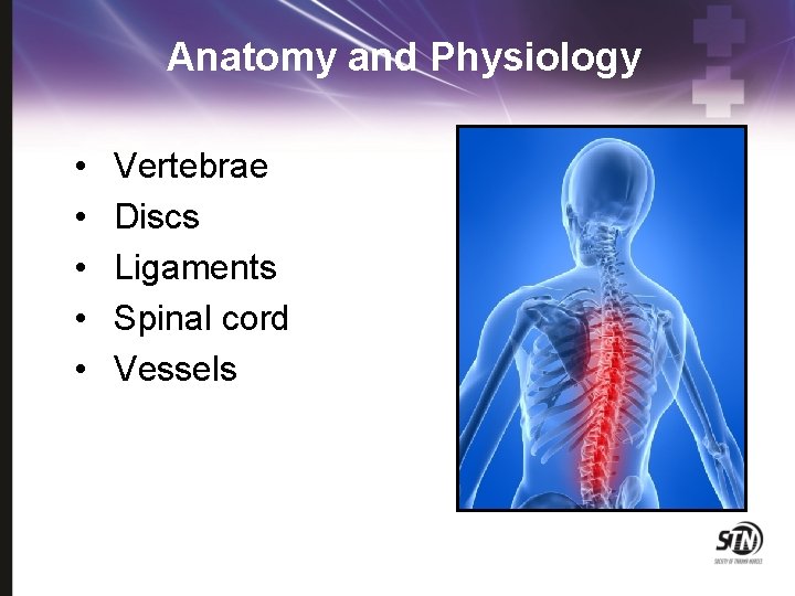 Anatomy and Physiology • • • Vertebrae Discs Ligaments Spinal cord Vessels 