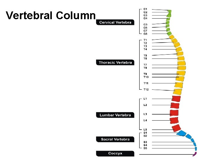 Vertebral Column 