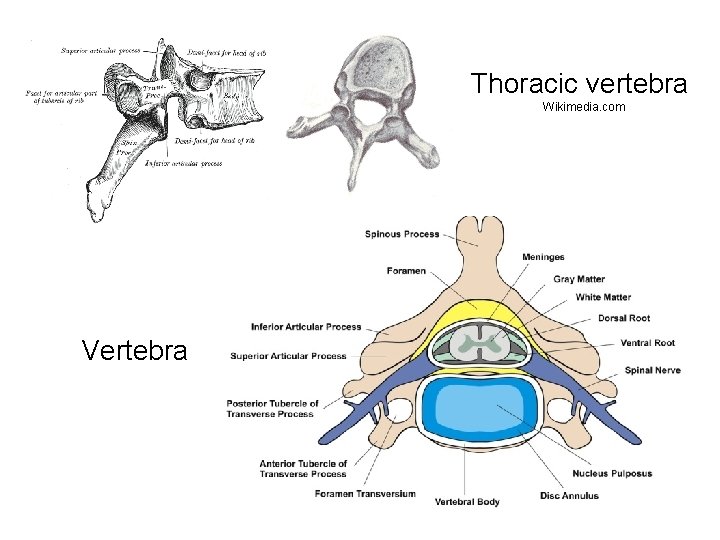Thoracic vertebra Wikimedia. com Vertebra 