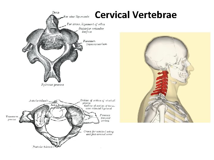 Cervical Vertebrae 