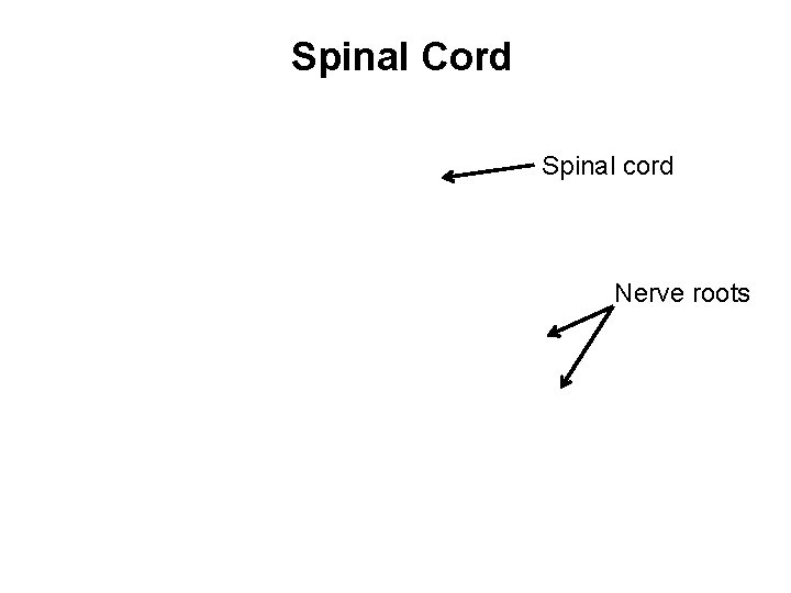 Spinal Cord Spinal cord Nerve roots 