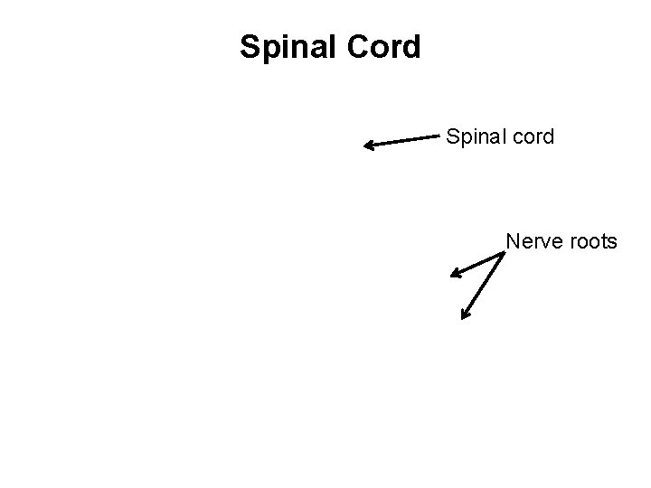 Spinal Cord Spinal cord Nerve roots 