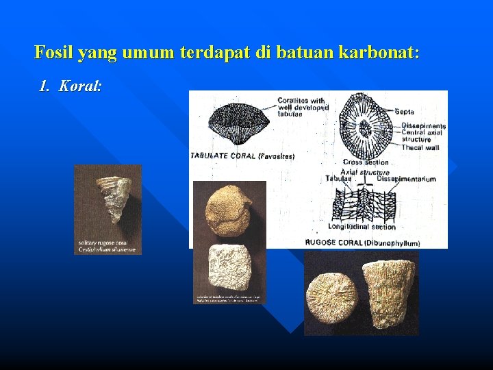 Fosil yang umum terdapat di batuan karbonat: 1. Koral: 