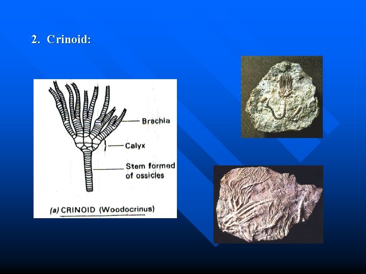 2. Crinoid: 