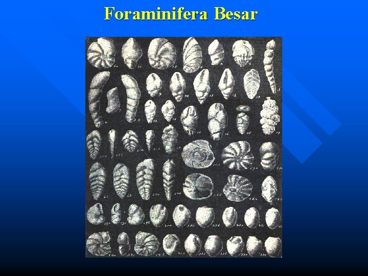 Foraminifera Besar 