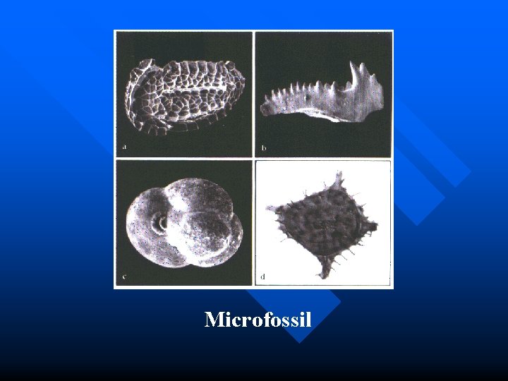 Microfossil 