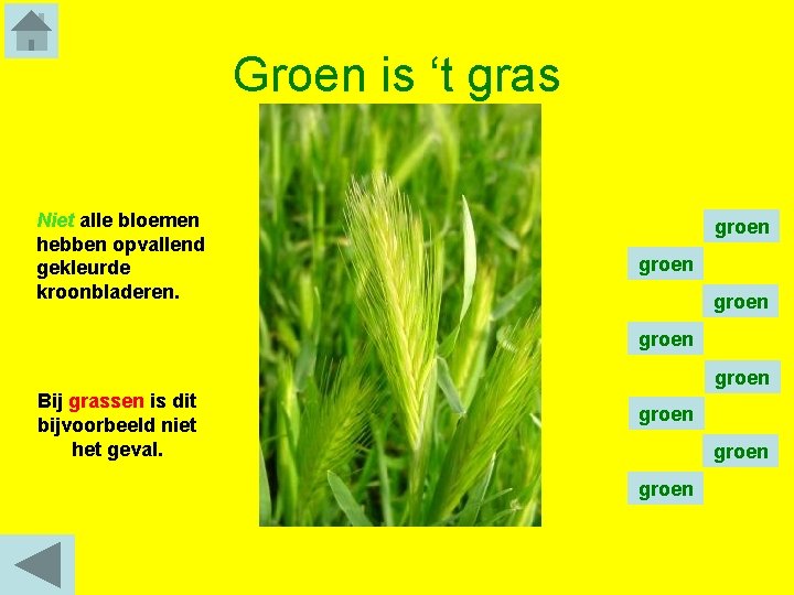 Groen is ‘t gras Niet alle bloemen hebben opvallend gekleurde kroonbladeren. groen groen Bij