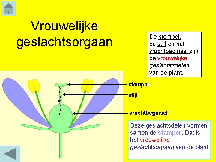 Vrouwelijke geslachtsorgaan s t a m p e r De stempel, de stijl en