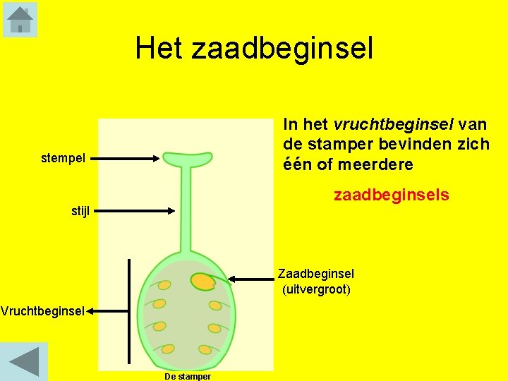 Het zaadbeginsel In het vruchtbeginsel van de stamper bevinden zich één of meerdere stempel