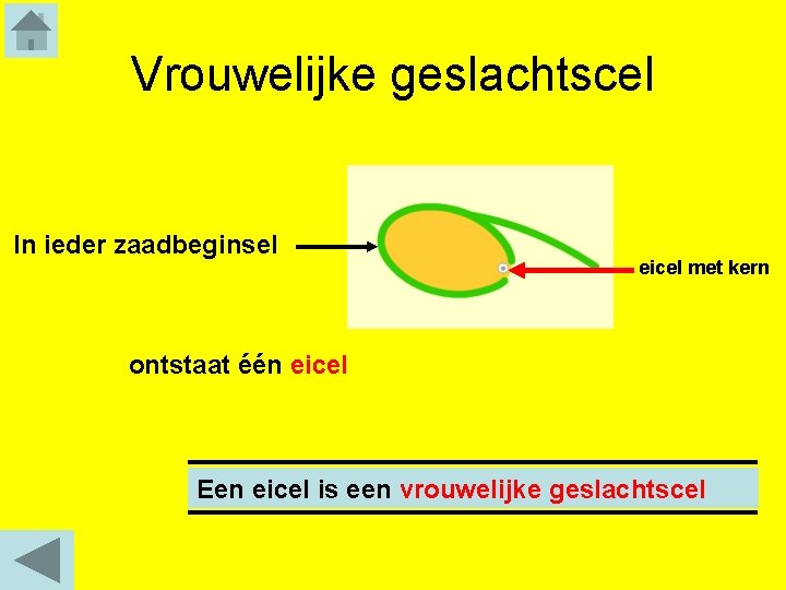 Vrouwelijke geslachtscel In ieder zaadbeginsel eicel met kern ontstaat één eicel Een eicel is