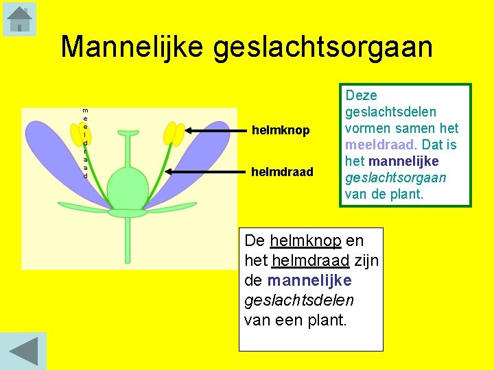 Mannelijke geslachtsorgaan m e e l d r a a d helmknop helmdraad Deze