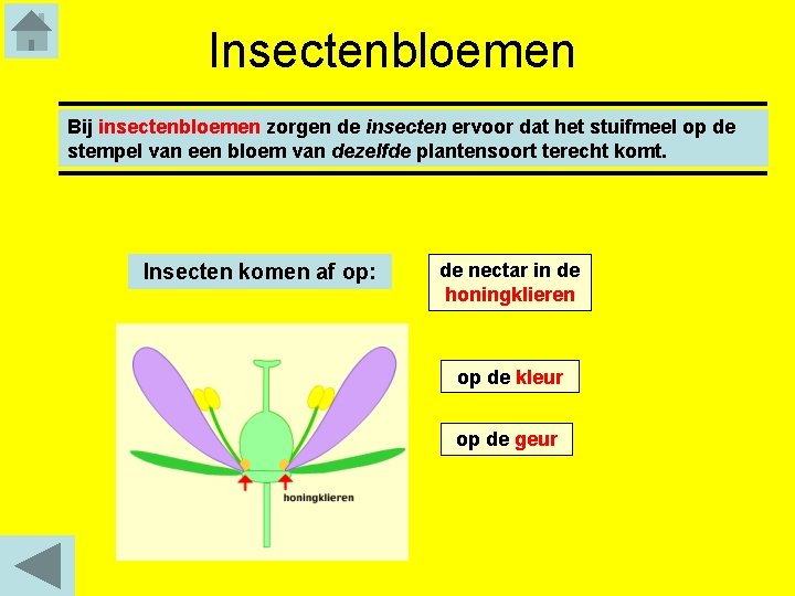 Insectenbloemen Bij insectenbloemen zorgen de insecten ervoor dat het stuifmeel op de stempel van