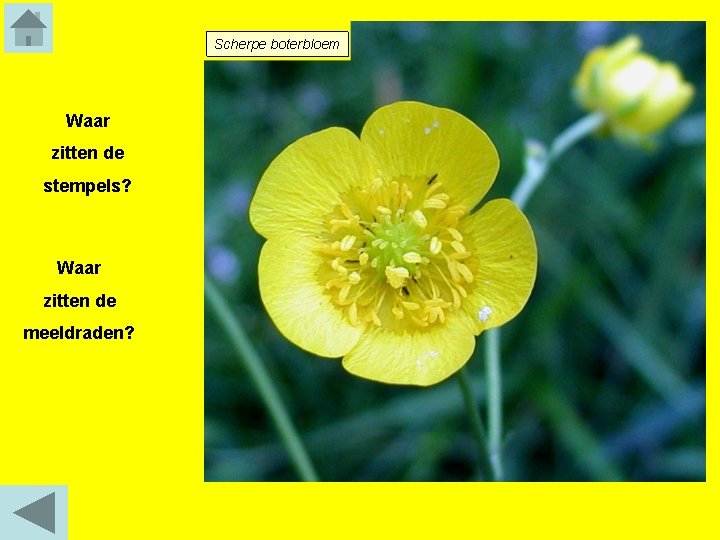 Scherpe boterbloem Waar zitten de stempels? Waar zitten de meeldraden? 