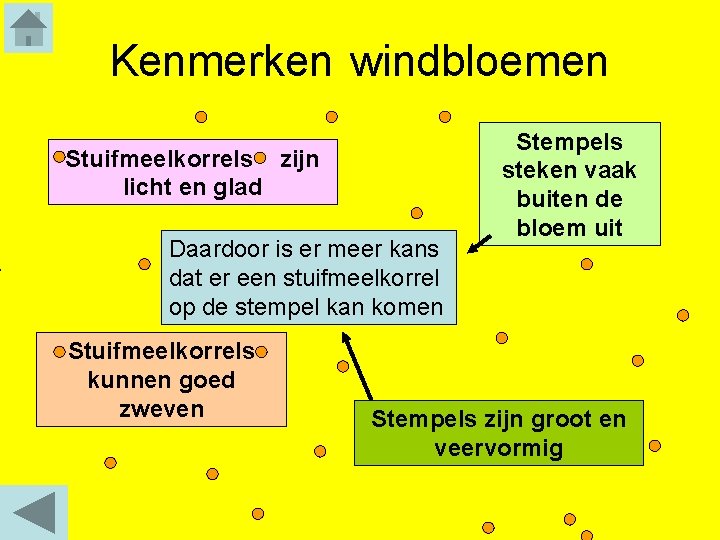 Kenmerken windbloemen Stuifmeelkorrels zijn licht en glad Daardoor is er meer kans dat er