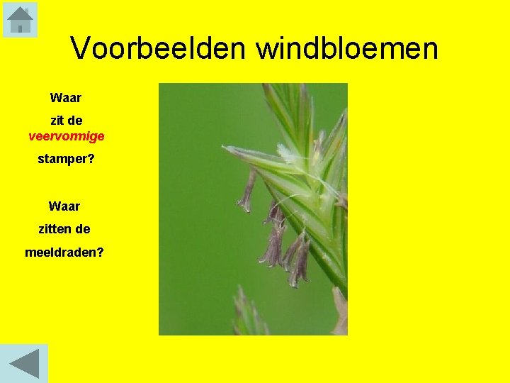 Voorbeelden windbloemen Waar zit de veervormige stamper? Waar zitten de meeldraden? 