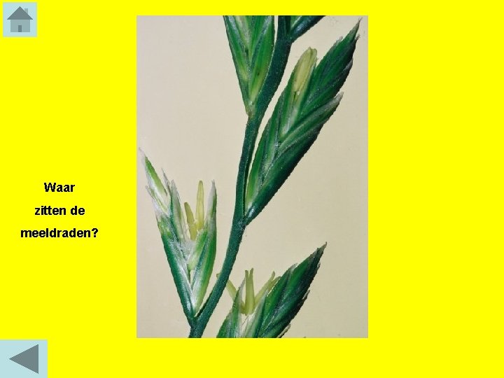 Waar zitten de meeldraden? 