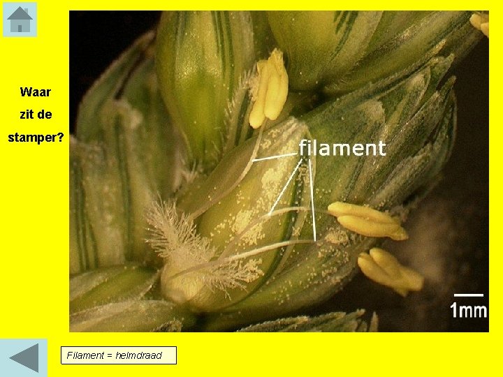 Waar zit de stamper? Filament = helmdraad 