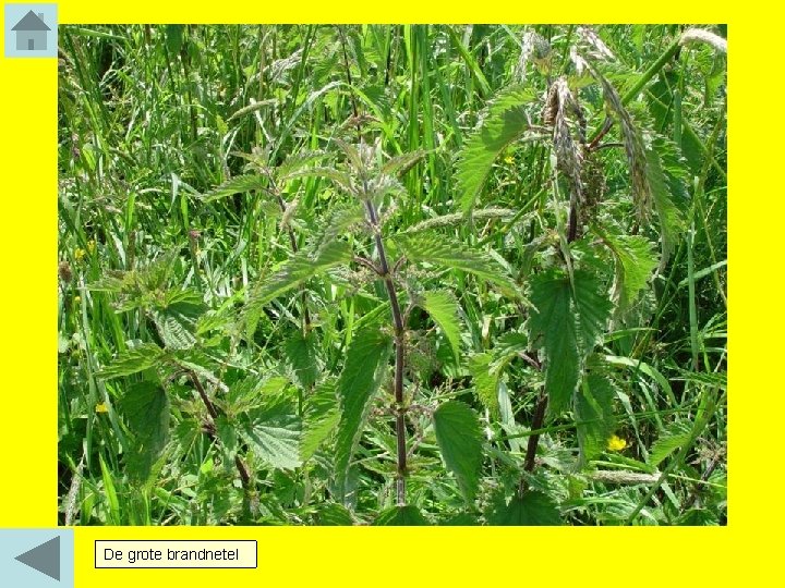 De grote brandnetel 