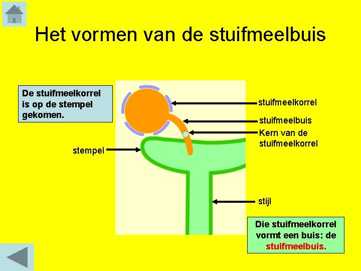 Het vormen van de stuifmeelbuis De stuifmeelkorrel is op de stempel gekomen. stempel stuifmeelkorrel