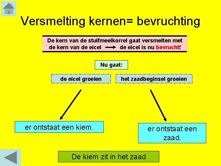 Versmelting kernen= bevruchting De kern van de stuifmeelkorrel gaat versmelten met de kern van