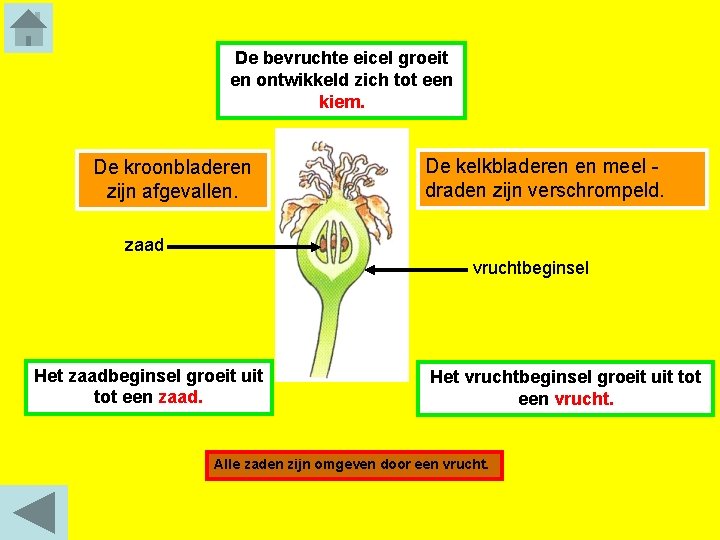 De bevruchte eicel groeit en ontwikkeld zich tot een kiem. De kroonbladeren zijn afgevallen.