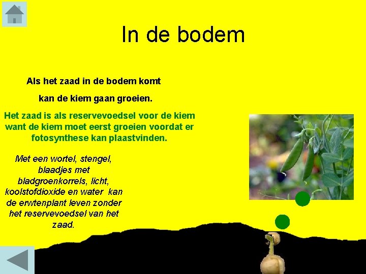 In de bodem Als het zaad in de bodem komt kan de kiem gaan