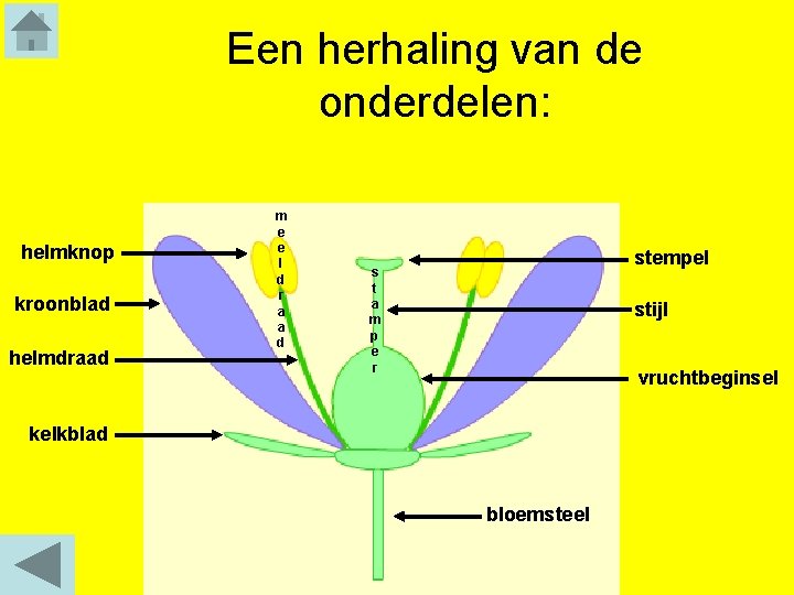 Een herhaling van de onderdelen: helmknop kroonblad helmdraad m e e l d r