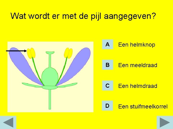 Wat wordt er met de pijl aangegeven? A Een helmknop B Een meeldraad C