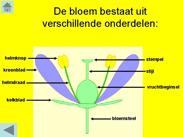 De bloem bestaat uit verschillende onderdelen: helmknop stempel kroonblad stijl helmdraad vruchtbeginsel kelkblad bloemsteel