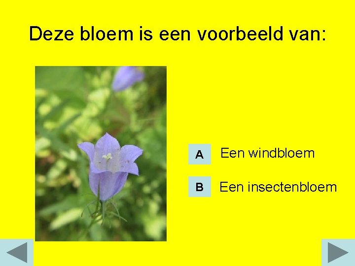 Deze bloem is een voorbeeld van: A Een windbloem B Een insectenbloem 