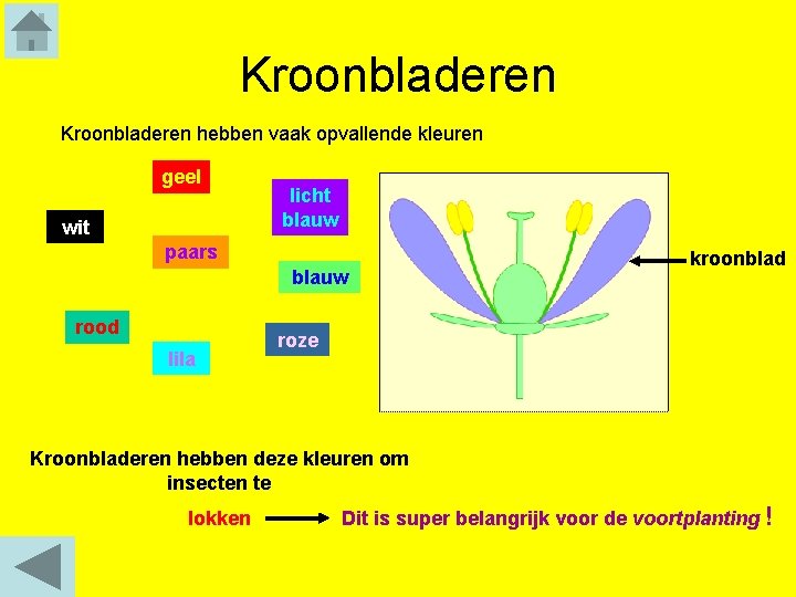 Kroonbladeren hebben vaak opvallende kleuren geel wit licht blauw paars blauw rood lila kroonblad