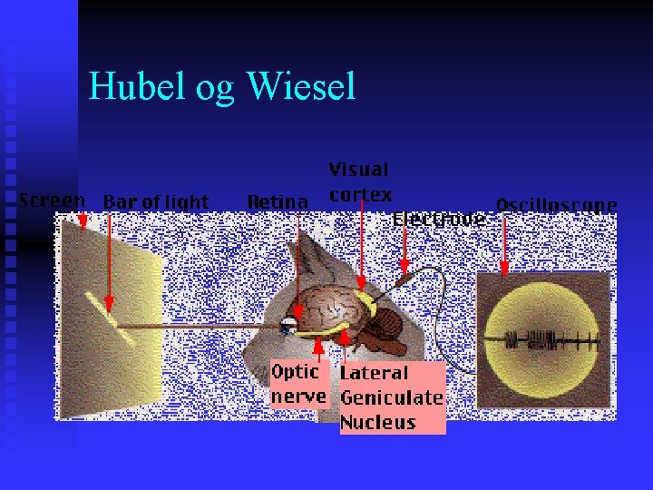 Hubel og Wiesel 